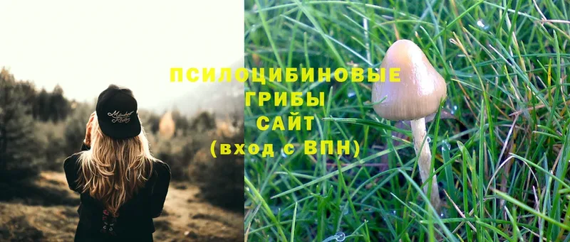 Псилоцибиновые грибы Psilocybine cubensis  даркнет сайт  Каргополь 